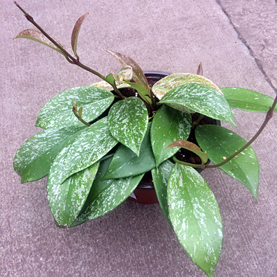 Hoya pubicalyx