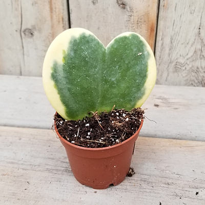 Hoya kerrii 'Variegated'