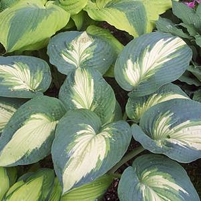 Hosta 'Hudson Bay'