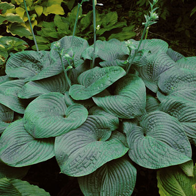 Hosta 'Humpback Whale'