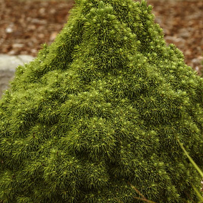 Picea g. 'Humpty Dumpty'