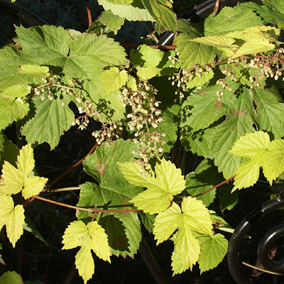 Humulus
