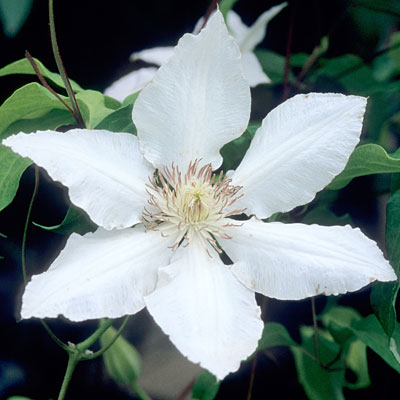 Clematis 'Hyde Hall'