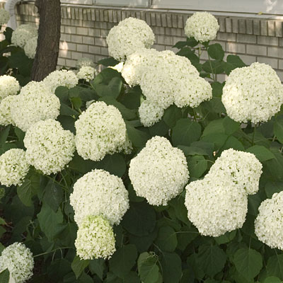 Hydrangea arb. 'Annabelle'