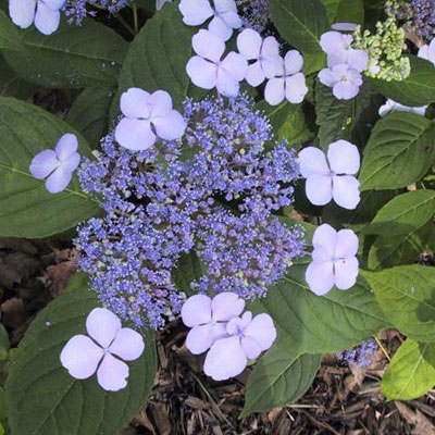 Hydrangea s. 'Blue Bird'