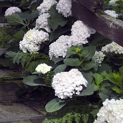 Hydrangea m. 'ES Blushing Bride'