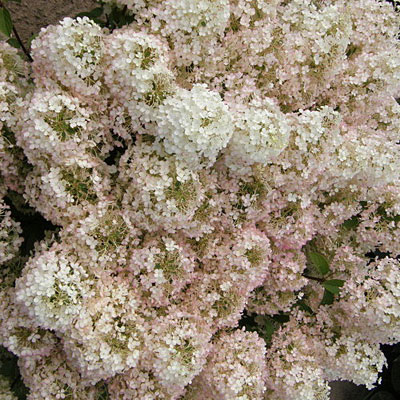 Hydrangea p. 'Bobo'