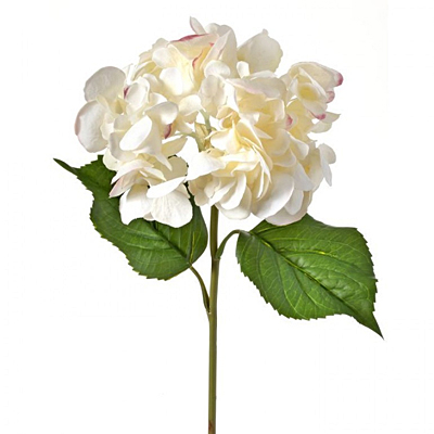 Hydrangea Just Cut Grand - Cream/Blue