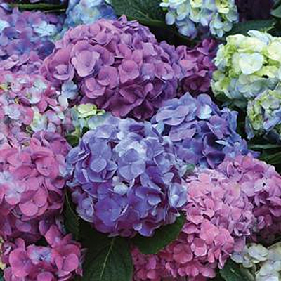 Hydrangea m. 'L.A Dreamin'