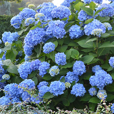 Hydrangea m. 'Endless Summer'