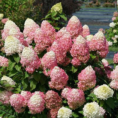 Hydrangea p. 'Quick Fire Fab'