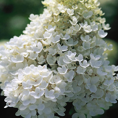 Hydrangea p. 'Grandiflora'