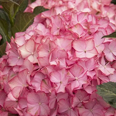 Hydrangea m. 'Hamptons'