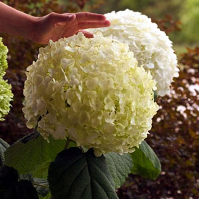 Hydrangea arb. 'Incrediball'