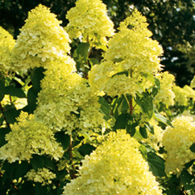 Hydrangea p. 'Limelight'