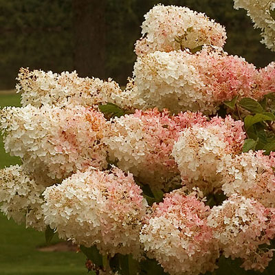 Hydrangea p. 'Little Lamb'