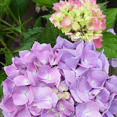 Hydrangea m. 'Let's Dance Moonlight'
