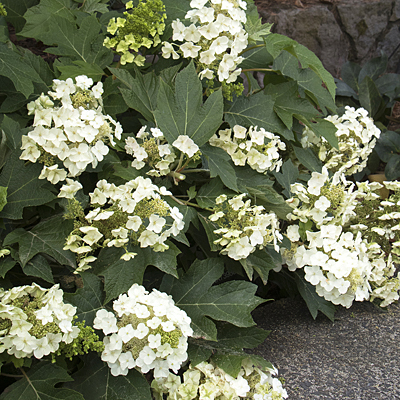 Hydrangea q. 'Munchkin'