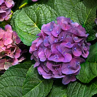 Hydrangea m. 'Newport'