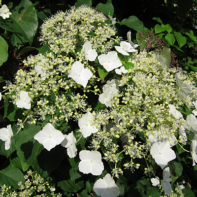 Hydrangea anomala petiolaris