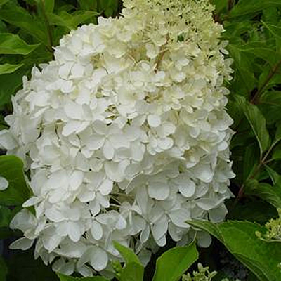 Hydrangea p. 'Phantom'