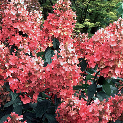Hydrangea p. 'Pink Diamond'
