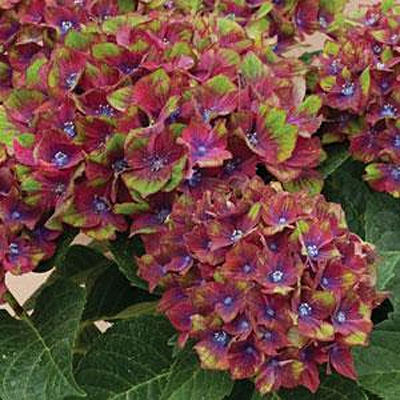 Hydrangea m. 'Next Gen Pistachio'