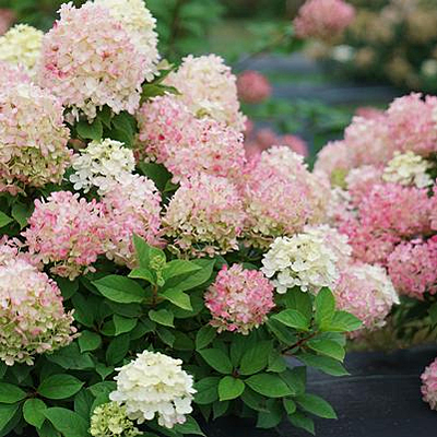 Hydrangea p. 'Fire Light Tidbit'