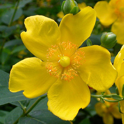 Hypericum patulum 'Hidcote'