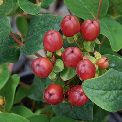 Hypericum in. 'Mocca'