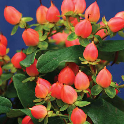 Hypericum in. 'Pumpkin'
