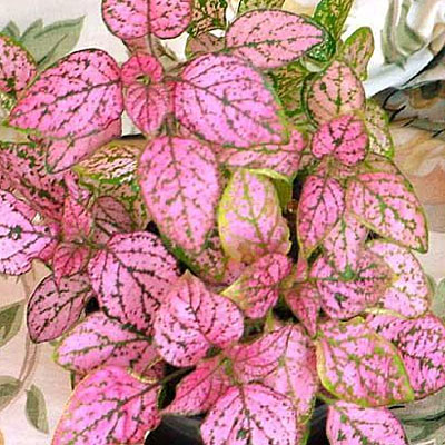 Hypoestes phyllostachya