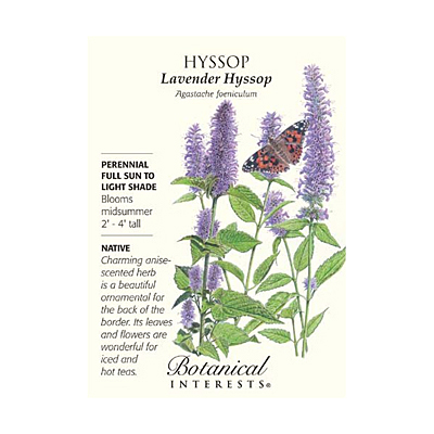 Seeds - BI Hyssop Lavender