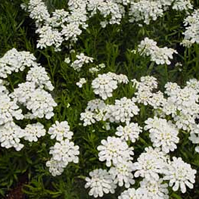 Iberis s. 'Purity'