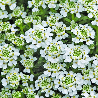 Iberis s. 'Snowflake'