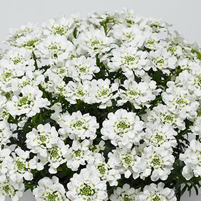 Iberis s. 'Snowsurfer'