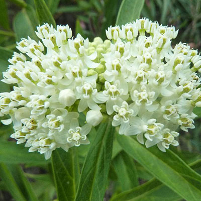 Asclepias incarnata 'Ice Ballet'