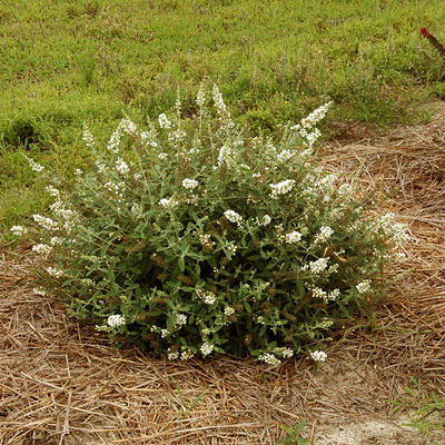Buddleia d. 'Lo & Behold Ice Chip'