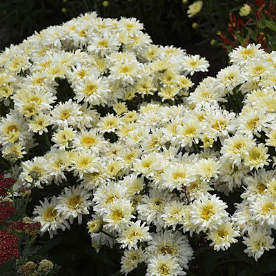 Leucanthemum x s. 'Ice Cream Dream'
