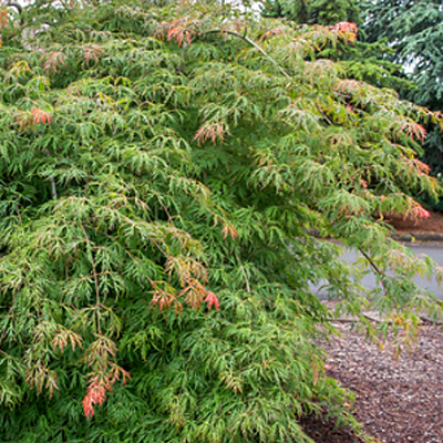 Acer x pseudo. 'Ice Dragon'
