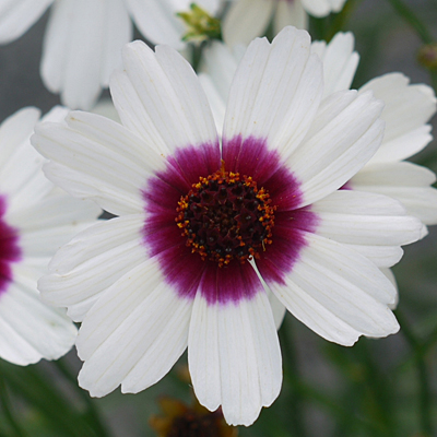 Coreopsis x 'Ice Wine'