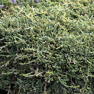 Juniperus h. 'Icee Blue'