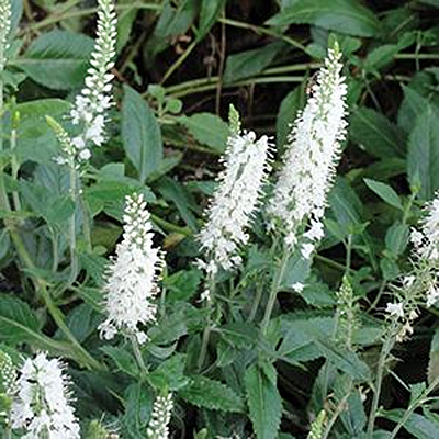 Veronica sp. 'Icicle White'