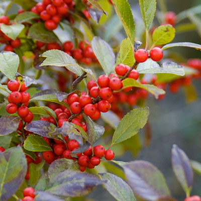 Ilex v. 'Afterglow'