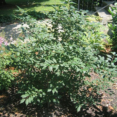 Ilex v. 'Apollo'
