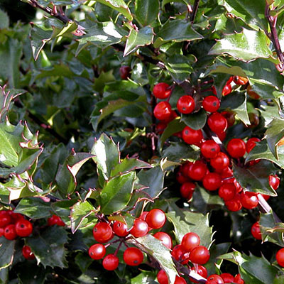 Ilex x m. 'Berryific'