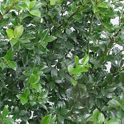 Ilex x m. 'Blue Maid'