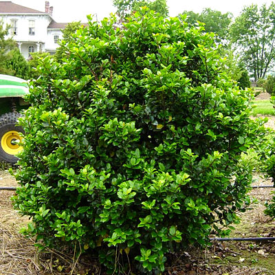 Ilex x m. 'Blue Prince'