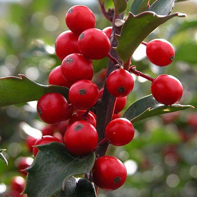 Ilex x m. 'Blue Princess'