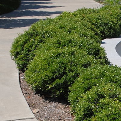 Ilex crenata 'Compacta'